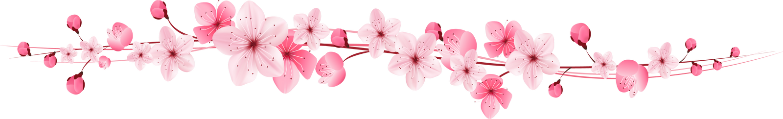 pink cherry  blossom border